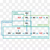 同时硝化-反硝化细菌-氧化亚氮