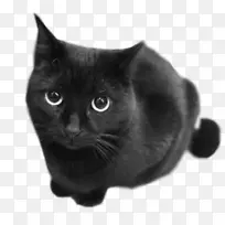 夏特鲁欧洲速记黑猫科拉特英国速记