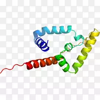 PARP 1体珠宝聚(adp-核糖)聚合酶系剪贴术