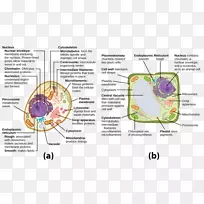 植物细胞Cèl·Lula动物液泡细胞器-植物