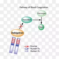 idarucizumab dabigatran品牌单克隆抗体标志-视网膜出血