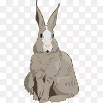 家养兔复活节兔子棉尾兔