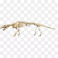始新世贝索斯伦古生物斯泰勒海牛化石恐龙