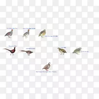 喙动物生态系统野生动物羽毛