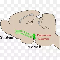 纹状体多巴胺能细胞群中脑多巴胺能通路-脑