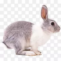 兔欧洲兔
