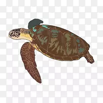甲骨文海龟箱龟-乌龟