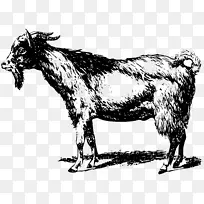 波尔山羊盎格鲁-努比亚山羊剪贴画-绵羊