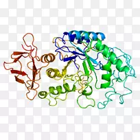 α-淀粉酶1a AMY2B酶蛋白