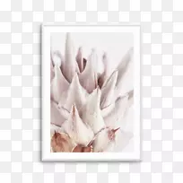 普拉王艺术花瓣水彩画独角戏