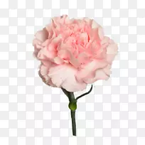 花园玫瑰Цветочныймагазин演播室花束卷心菜玫瑰花