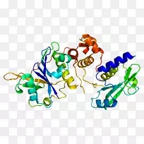Socs 2抑制细胞因子信号蛋白泛素连接酶抑制细胞因子信号1