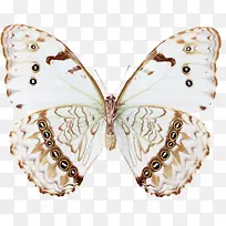 毛茸茸的蝴蝶，昆虫，蝴蝶，血-红色滑翔机-蝴蝶