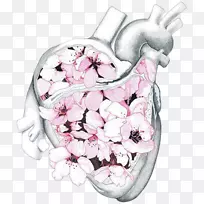 人体解剖心脏