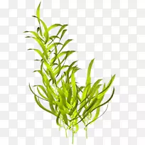 海藻植物-海洋
