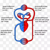 循环系统肺循环心脏气体交换解剖心脏