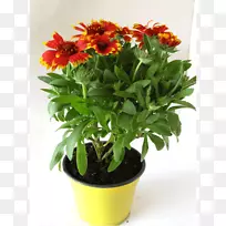 花盆刺五加菊花切花普通雏菊-非洲日落