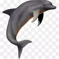 海豚下载剪贴画-海豚