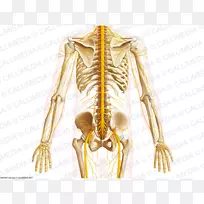 肩关节骨盆解剖腹部-人体