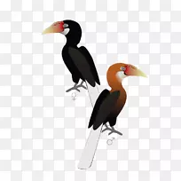 角鸟角喙安达曼岛环角鸟