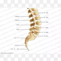 骨、腰椎、脊柱、腰丛-骶骨