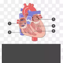 心脏瓣膜、二尖瓣、主动脉瓣、冠状动脉循环-心脏