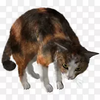 胡须马克斯猫欧洲速记爱琴海猫小猫