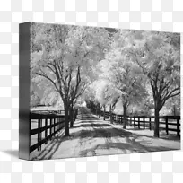 画框画廊-樱花摄影-乡村之路