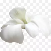 花瓣白花