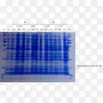 Westernblot细胞SDS-PAGE染色聚丙烯酰胺凝胶电泳-单纯疱疹病毒