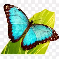 蝴蝶教师-教师生物生命周期教育-蝴蝶