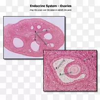 卵巢人体解剖组织学膀胱解剖
