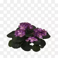 切花一年生植物草本植物灌木非洲紫罗兰
