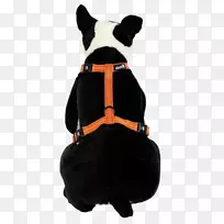 犬种狗束带马带.狗带