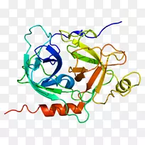 gzmk颗粒酶蛋白基因丝氨酸蛋白酶