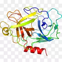 mst 1结构kringle结构域基因肝细胞生长因子