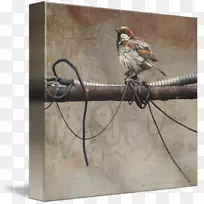 家麻雀鸟线艺术-室内麻雀