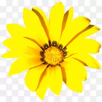 黄色花白花