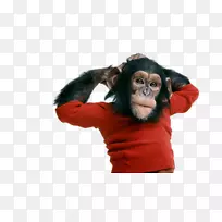 猿类黑猩猩尼姆黑猩猩纪录片-猴子搞笑