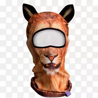 鼻部头盖骨巴拉克拉拉发猫科动物