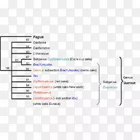 橡木系统发育树系统发育分类学-Camus
