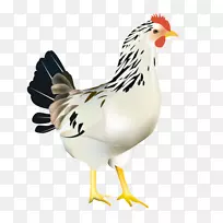 鸡肉仔鸡网页浏览器-鸡