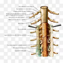 小齿韧带、核韧带、冈上韧带、脊髓