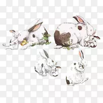 家养野兔画兔