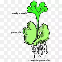 孢子体配子体维管植物蕨类植物