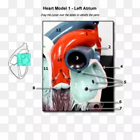 心房心脏人体解剖循环系统-心脏