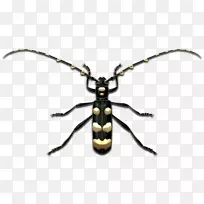 长角甲虫，象甲，传粉昆虫-长角甲虫