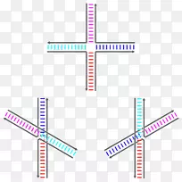 Holliday连接核酸序列遗传重组dna-蓝连接