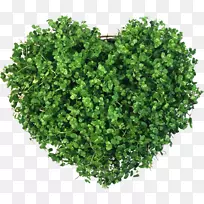 灌木植物-墙纸绿色