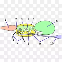 昆虫生理学